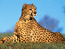 гепард, 800 х 600, 148 кб