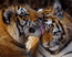 тигры, 800 х 640, 112 кб