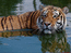 тигр, 800 х 600, 185 кб