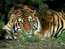 тигр, 1024 х 768, 144 кб