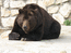 медведь,1000 х 750, 103 кб
