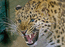 леопард, 800 х 577, 143 кб