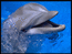дельфин, 800 х 600, 31 кб