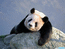 панда, 800 х 600, 82 кб
