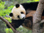 панда, 800 х 600, 114 кб