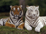 тигры, 1024 х 752, 158 кб